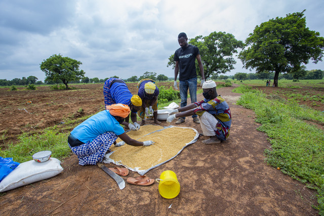 Farmers processing grains on field