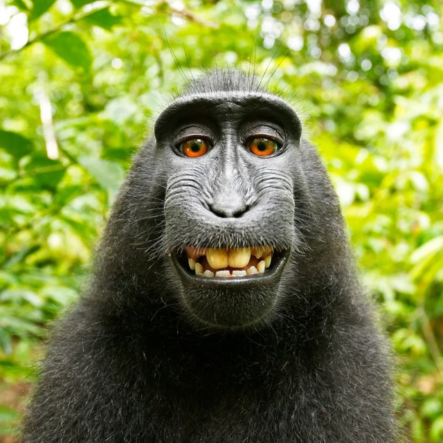 MACAQUE token logo