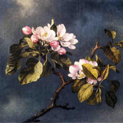 Apple-Blossoms