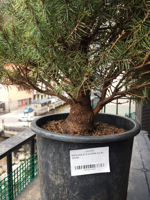 Picea Glauca Base
