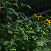 DSC5506