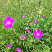 IMG-3984
