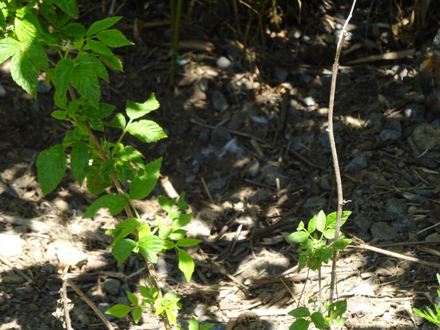 DSC03358.jpg