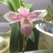 closeflower