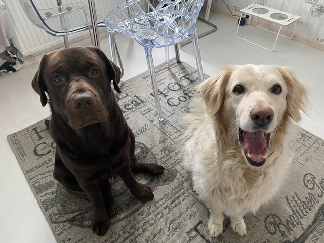 F654-CE8-B-4995-4583-87-CC-109800833696.