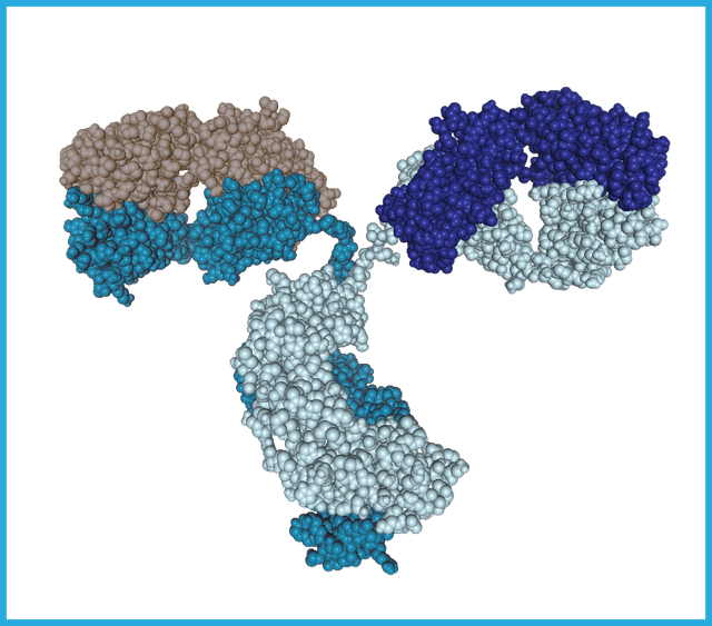 Antibody-Blue-With-Border.png