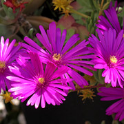 IMG-7566
