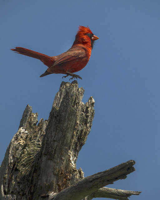 Levitating-Cardinal-Share