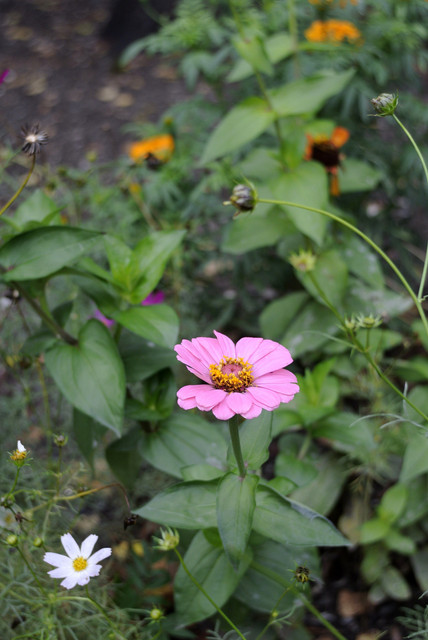 DSC7038.jpg
