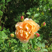 IMG-9074