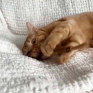 Gato mordiendo el stick de matatabi