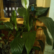 IMG-20231208-084127