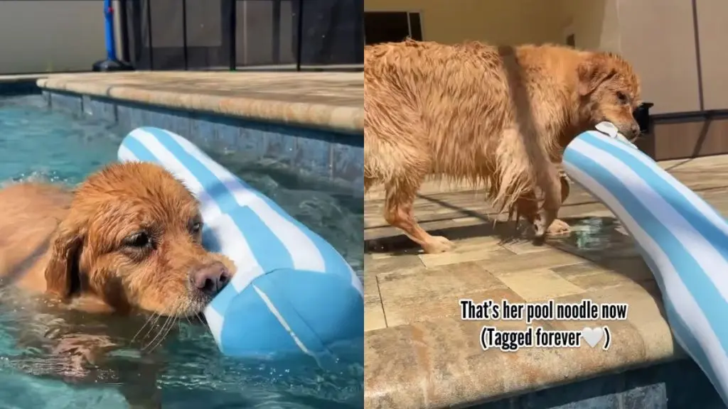 Dog's Pool Obsession Centres on Tiny Label