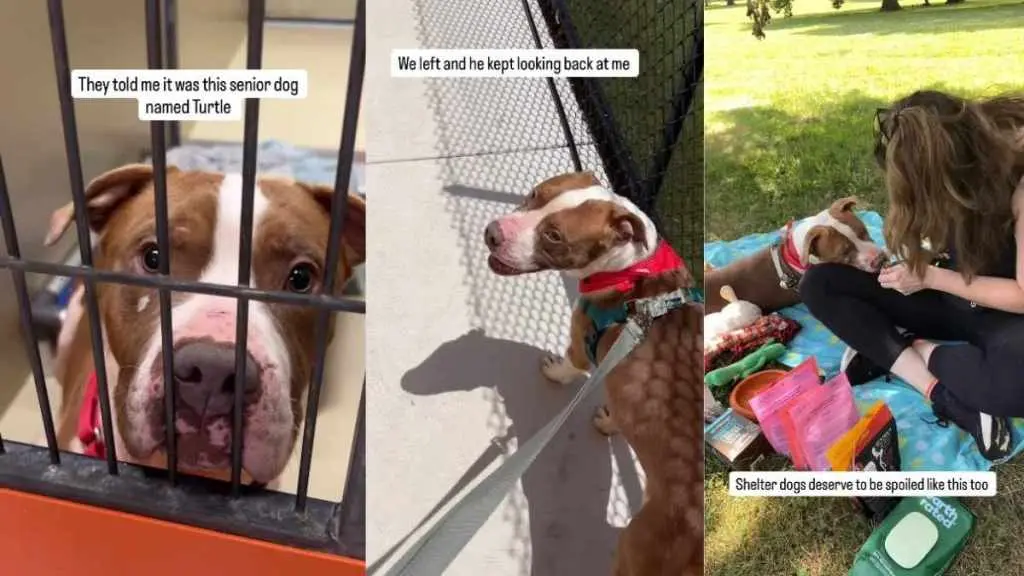 Senior Shelter Dogs Overlooked for Being Too Old