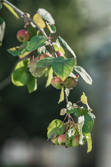 A7300133.jpg