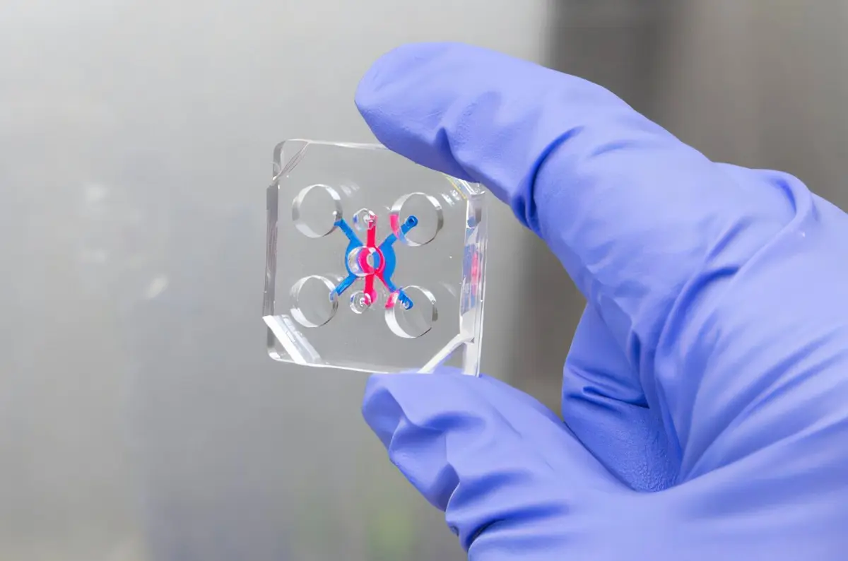 Asthma Attacks Reshape Airway Tissue