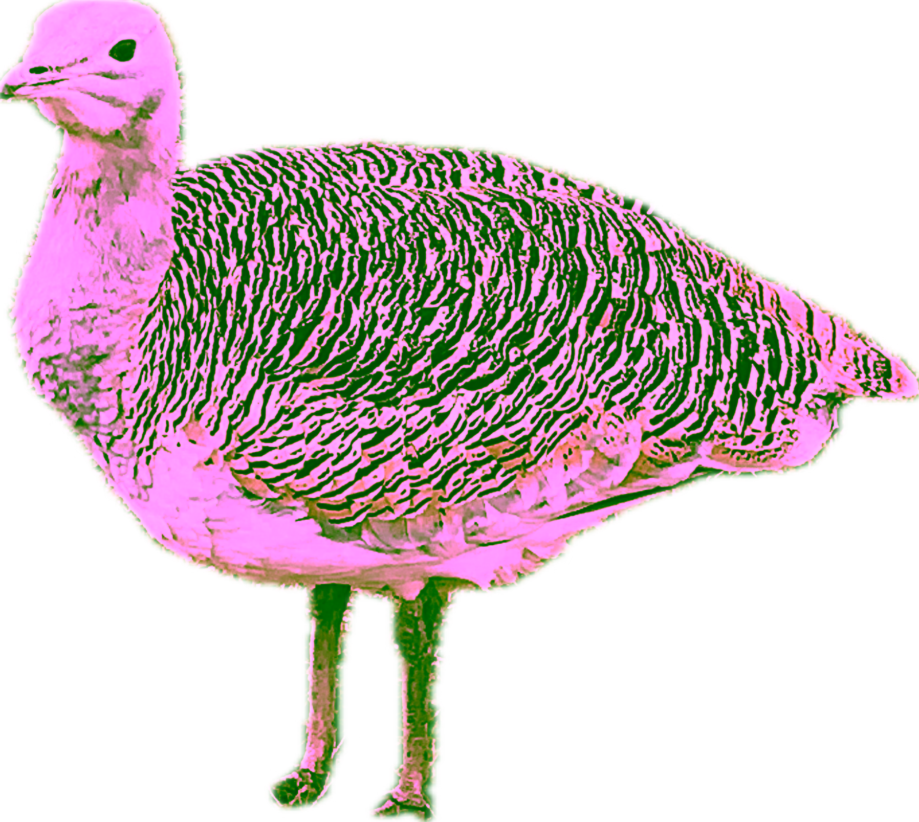 最近認識された鳥の写真