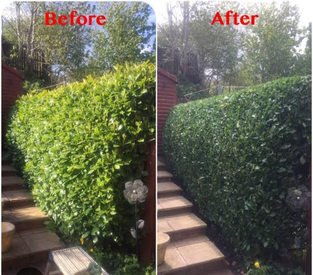 Hedge Trimming