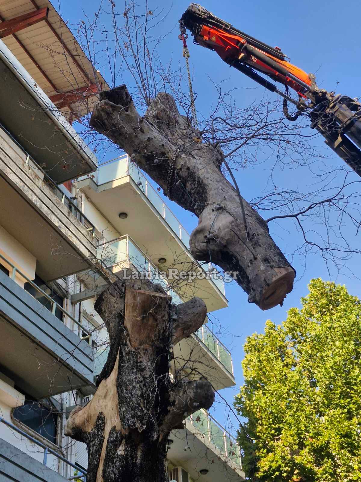 Δεντρο πλατεια Λαου001