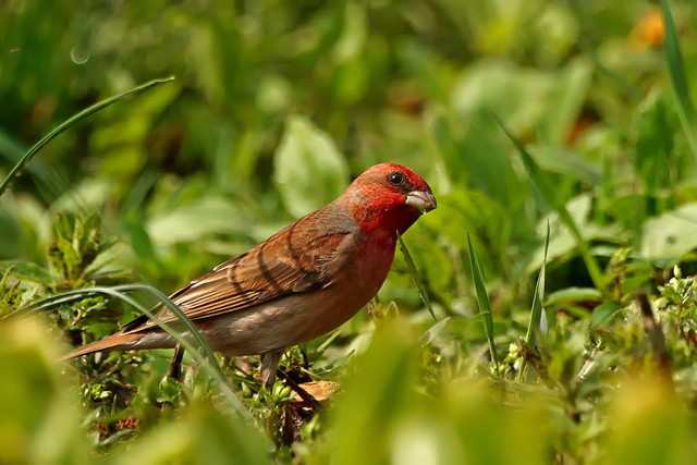 Чечевица (Carpodacus erythrinus)