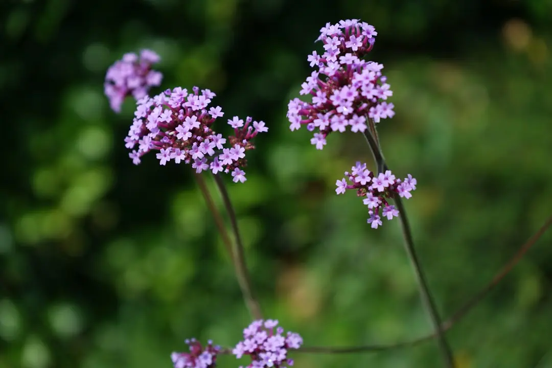 Vervain celest: o plantă de intensitate sacra