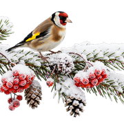 winter stehlik transparent