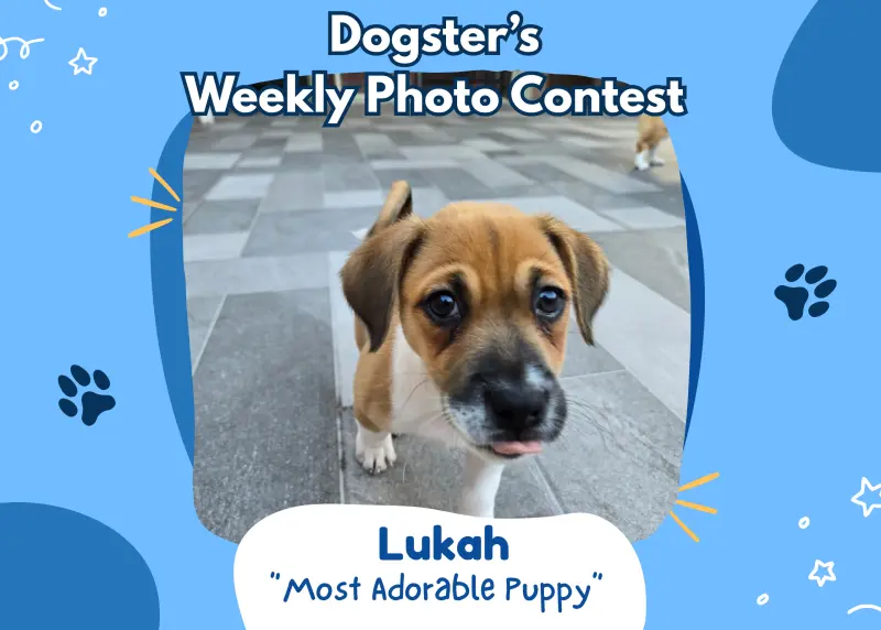 Adorable Pups Shine in Dogster’s Weekly Contest