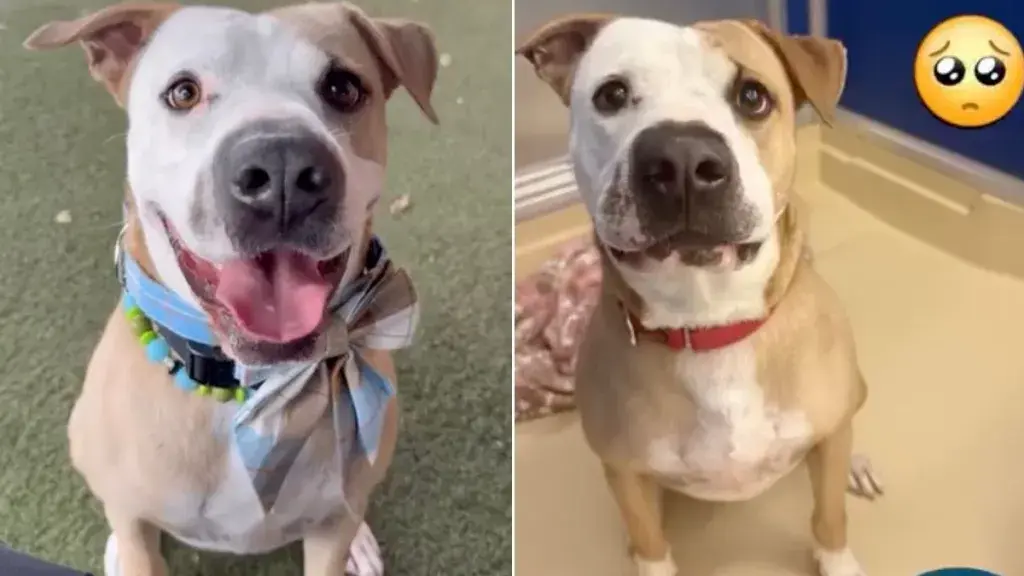 Shelter Dog's Hope Shattered