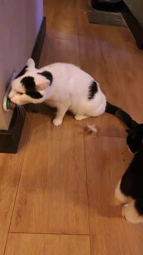Cat product customer review