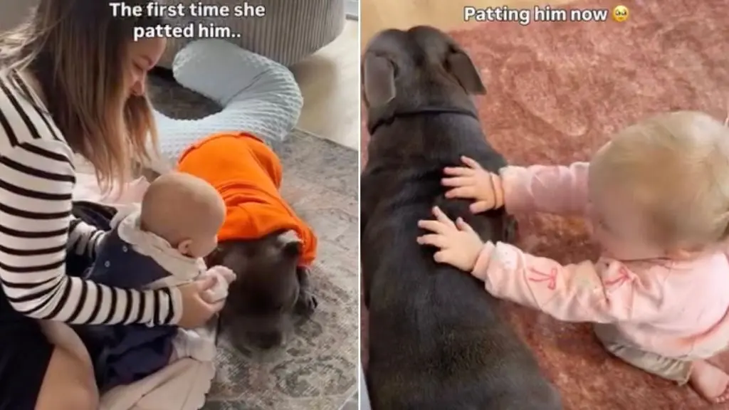 Baby's Gentle Touch Sparks Special Bond with Dog Sibling