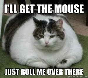 The Internet's Favorite Feline Figures: A Look at Chubby Cats