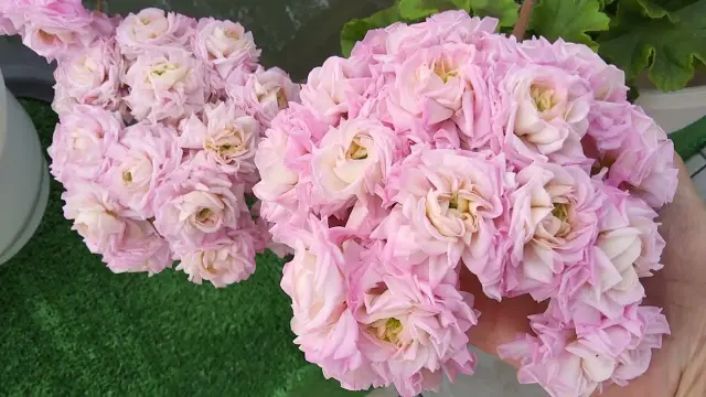 ЮГ звезда водолея