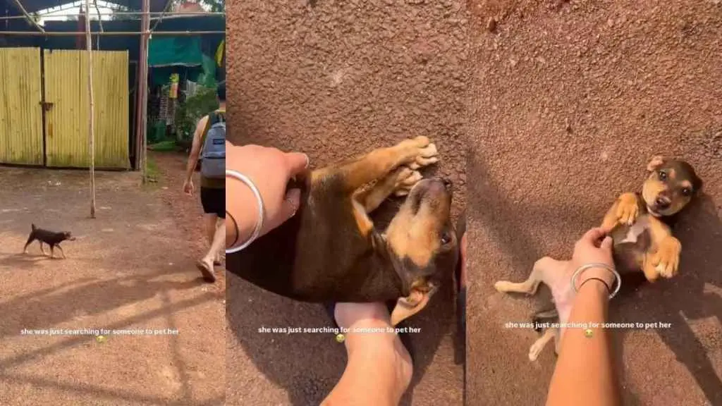 A Stray Puppy’s Plea for Affection Captures Global Attention