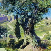 Олива в Гефсиманском саду 1882