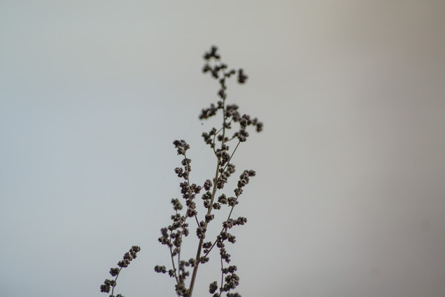 DSC00905.jpg