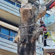 Δεντρο πλατεια Λαου022