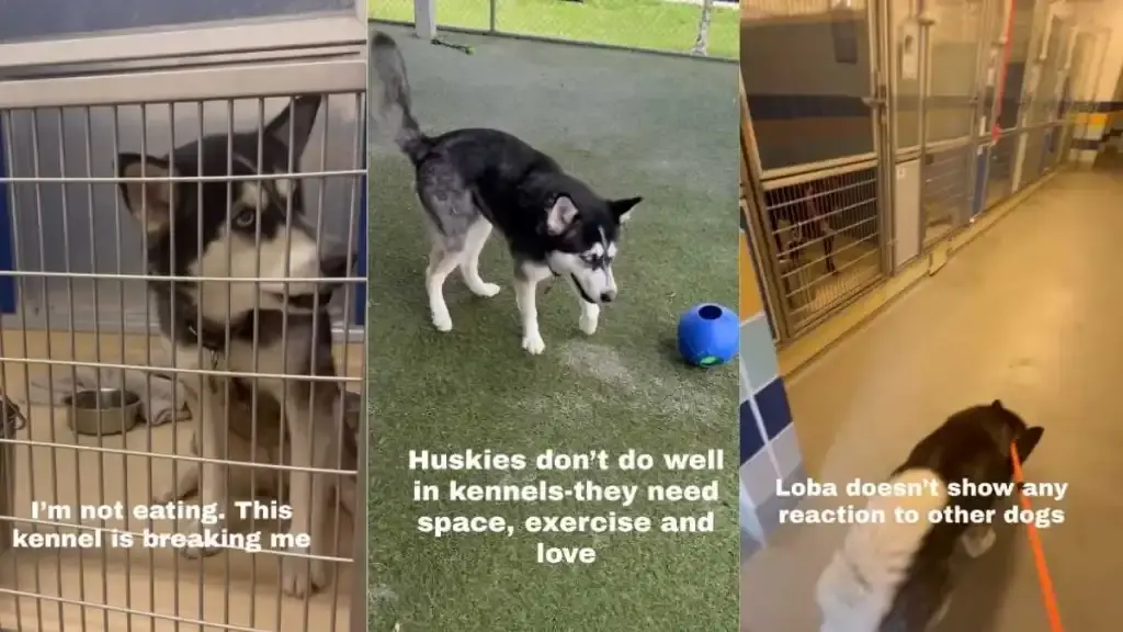 Siberian Husky's Plight in Shelter Sparks Urgent Adoption Appeal