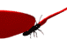 B-Fly04