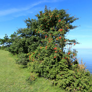 IMG-1538