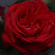 SDIM0092