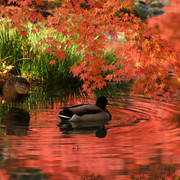 Momiji-7