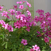 IMG-7587
