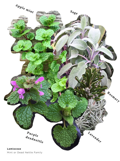 Deadnettle-family-samples