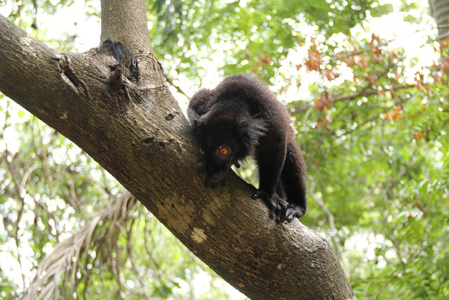 Madagaskar-72