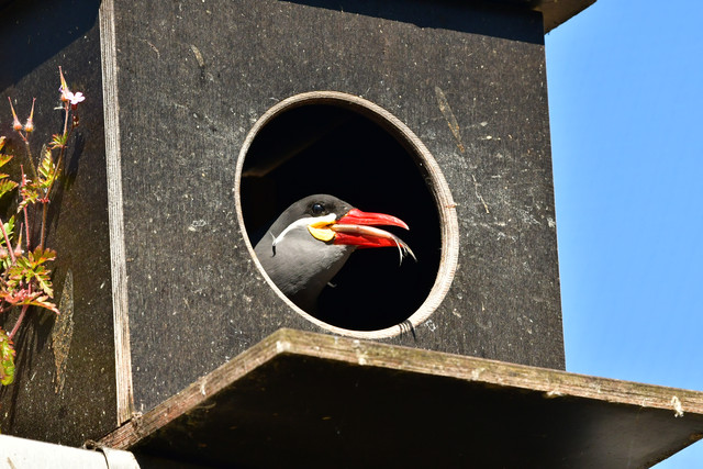 Inca Terns at Copenhagen Zoo