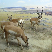 Antilocapra