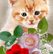 4.gif