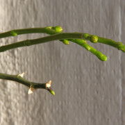 IMG-3166