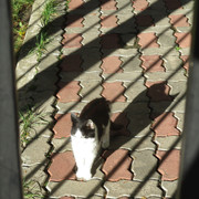 IMG-9287