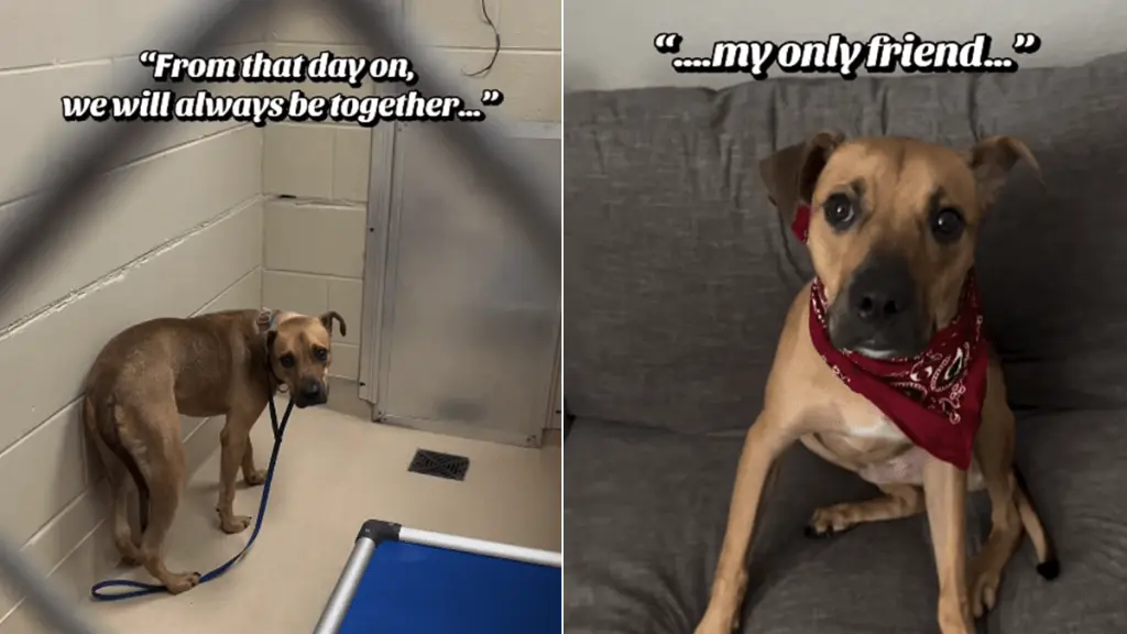 A Shelter Dog's Journey: From Kennel Window to Forever Home